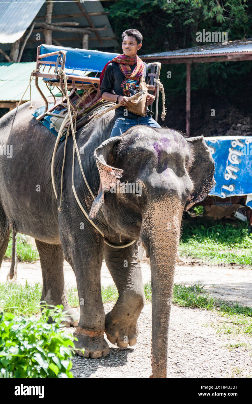 An elephant handler or mahout rides in Phuket, Thailand Stock Photo Alamy