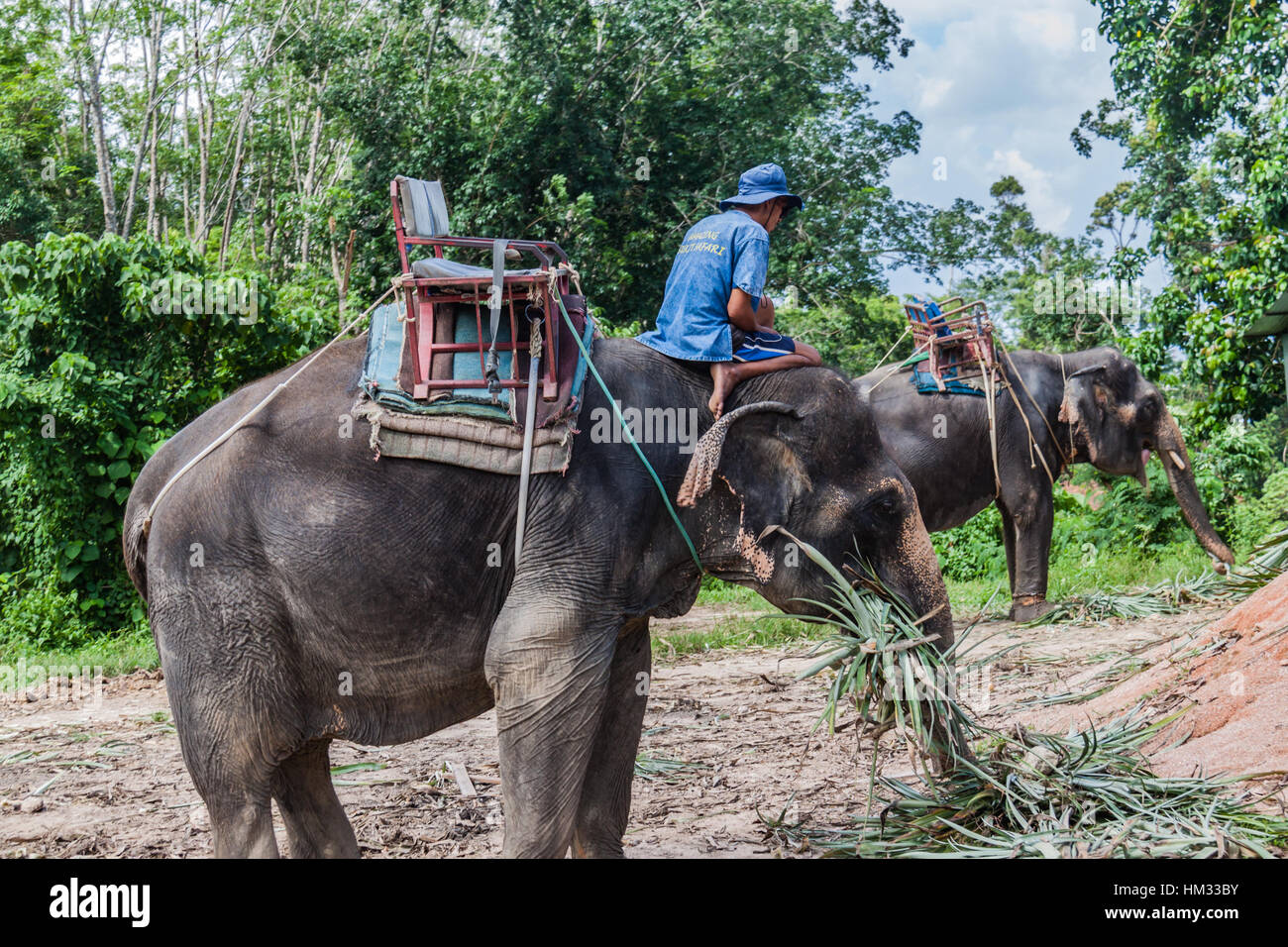 An elephant handler or mahout rides in Phuket, Thailand Stock Photo Alamy