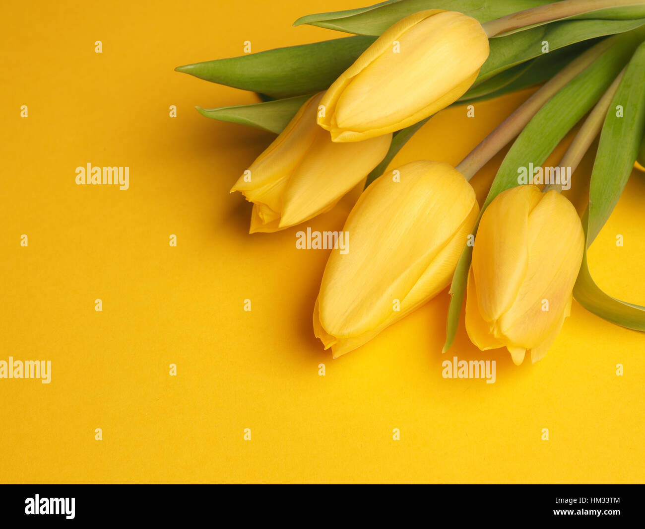 Bunch of yellow tulips on a yellow background with space for text Stock ...
