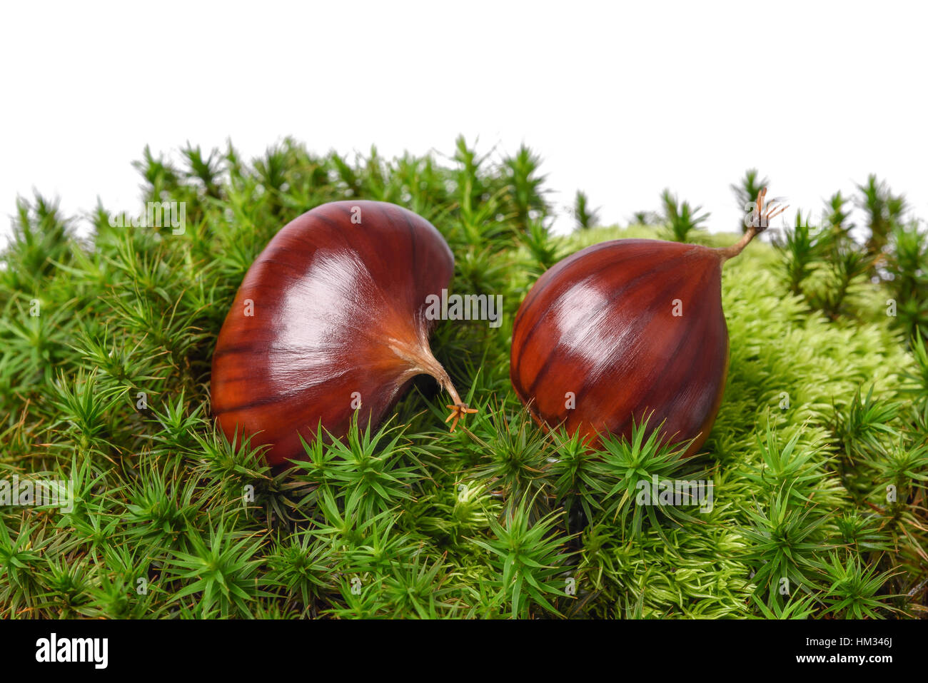 Chestnut fruits on moss background Stock Photo