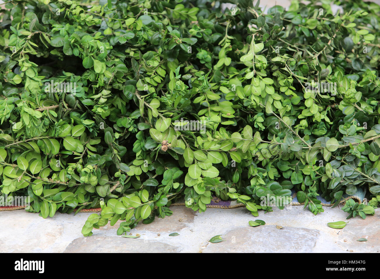 Vente De Buis Dimanche Des Rameaux Stock Photo Alamy Vente De Buis Dimanche Des Rameaux Stock Photo Alamy