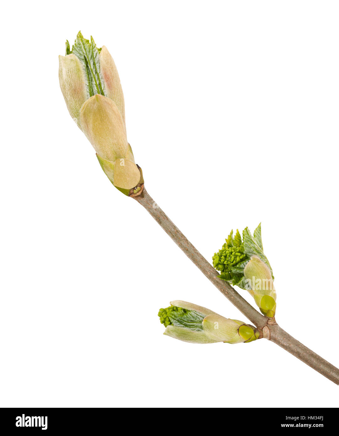 sprouted branch isolated on white Stock Photo