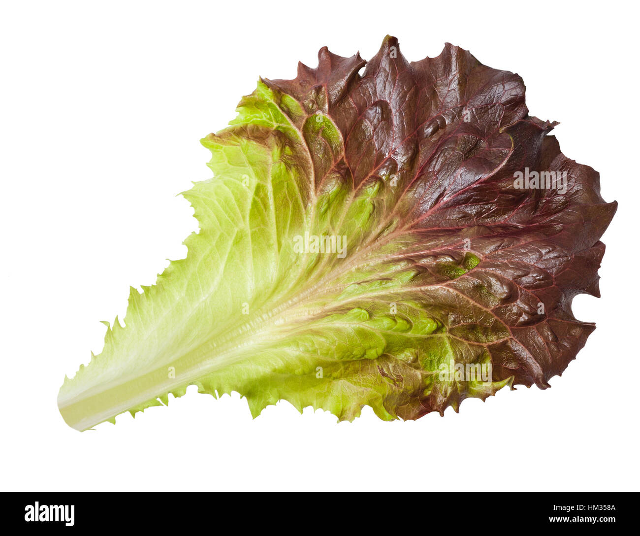 Lettuce leaf isolated on white Stock Photo Alamy