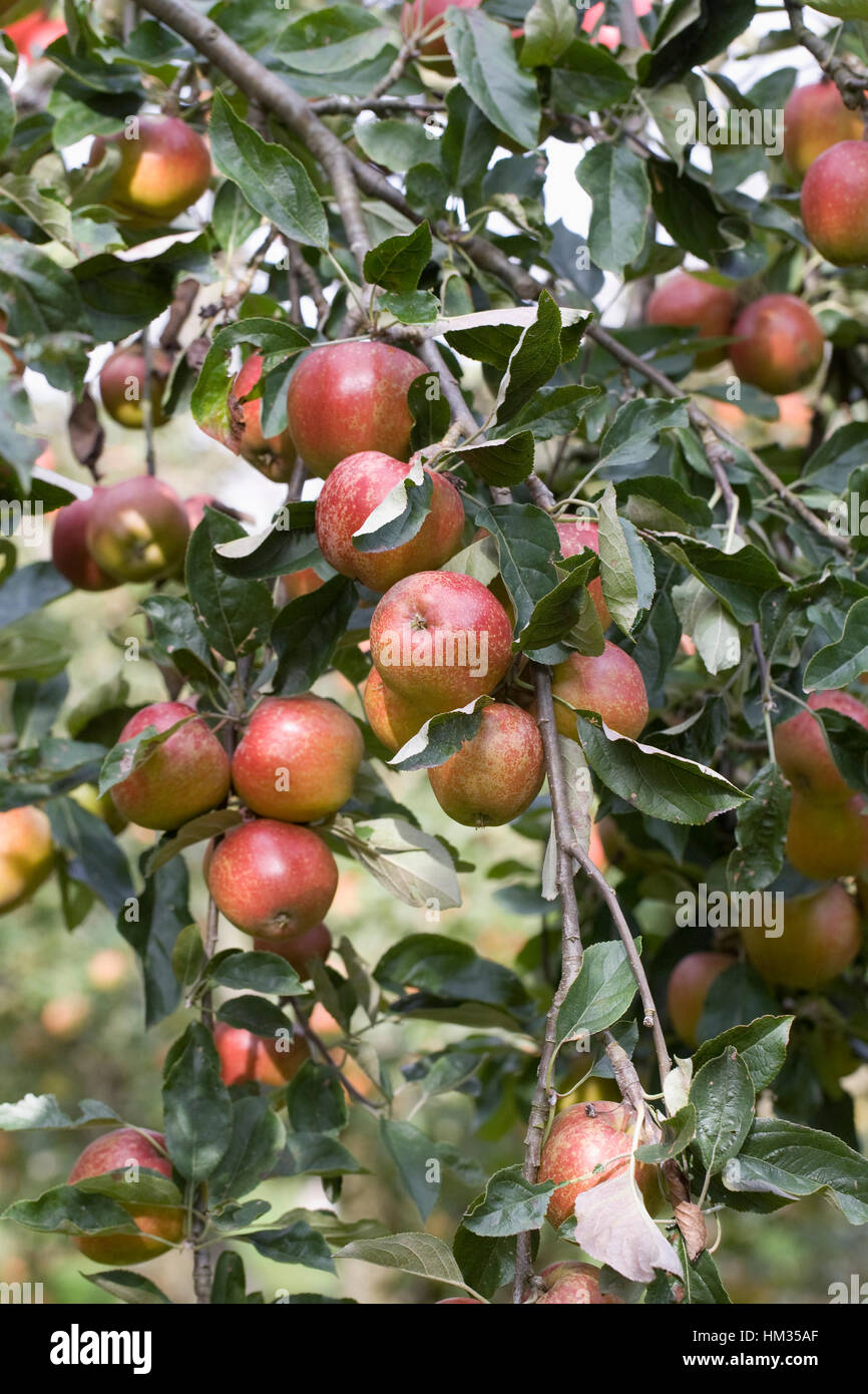 Malus domestica 'Madresfield Court'. Fruiting apple tree. Stock Photo