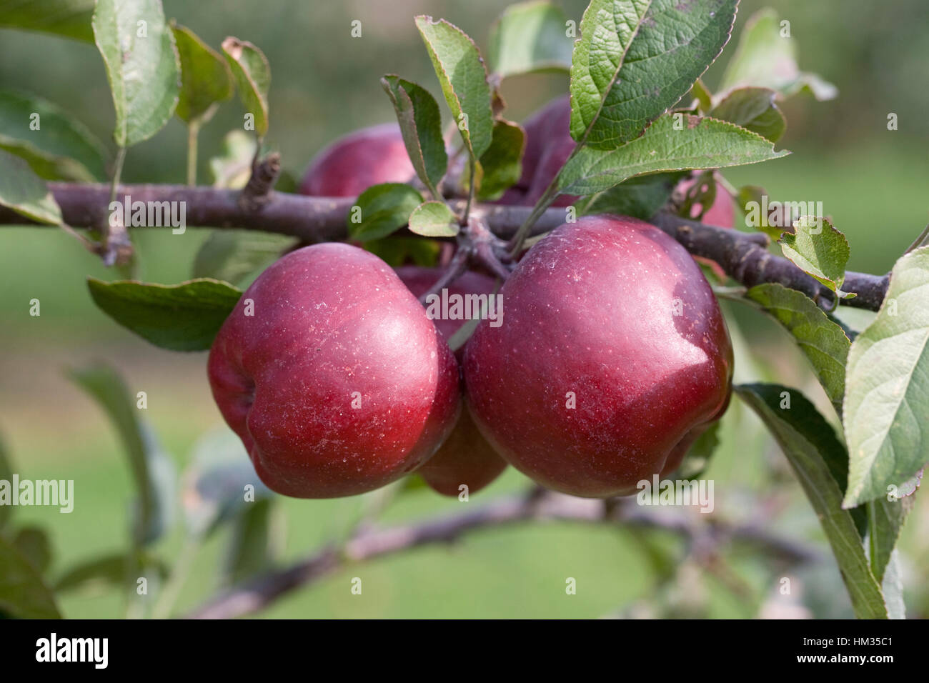 Malus domestica 'Starkrimson delicious'. Apples on a tree. Stock Photo