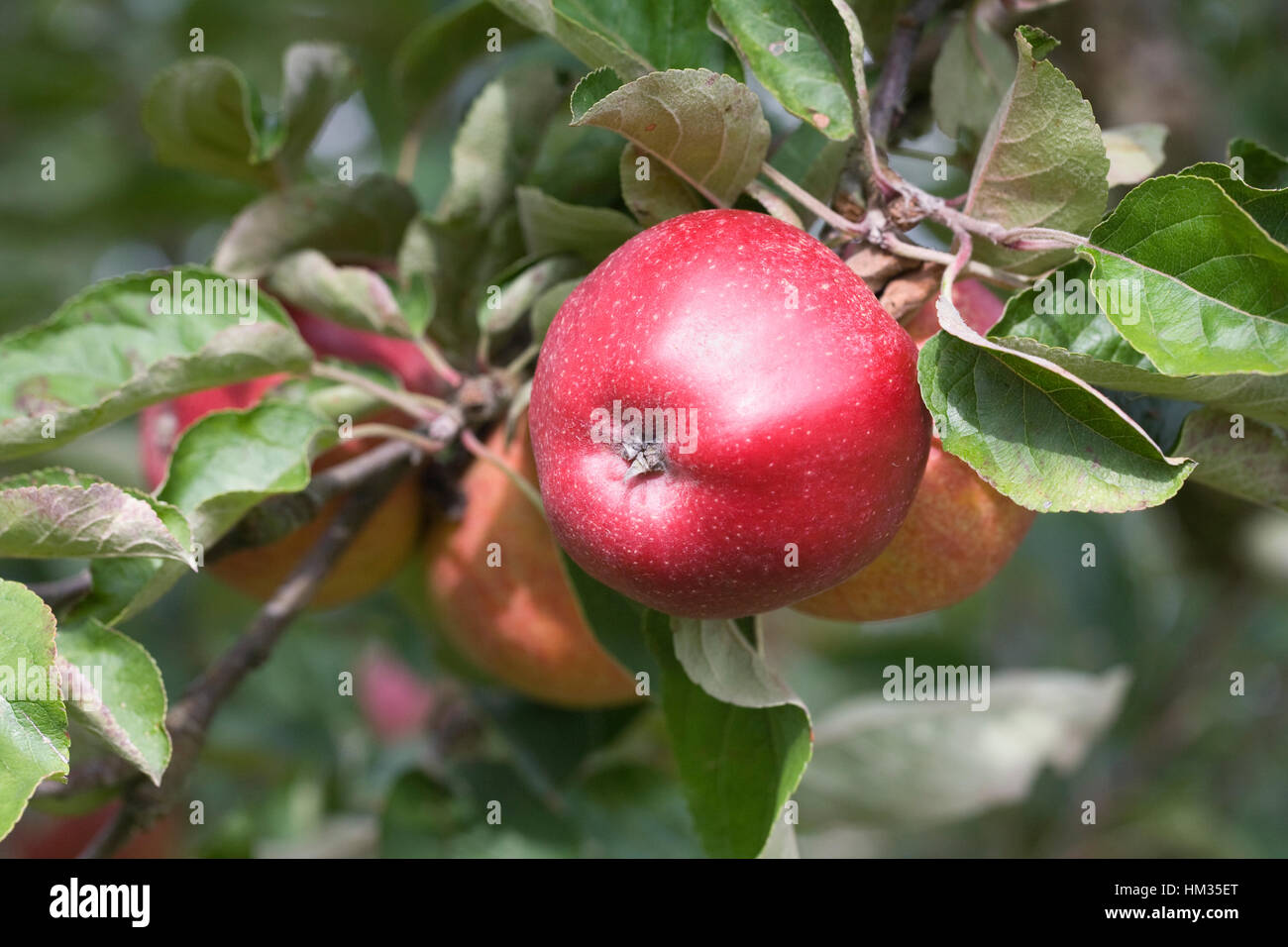 Malus domestica William Crump. Apples on a tree. Stock Photo