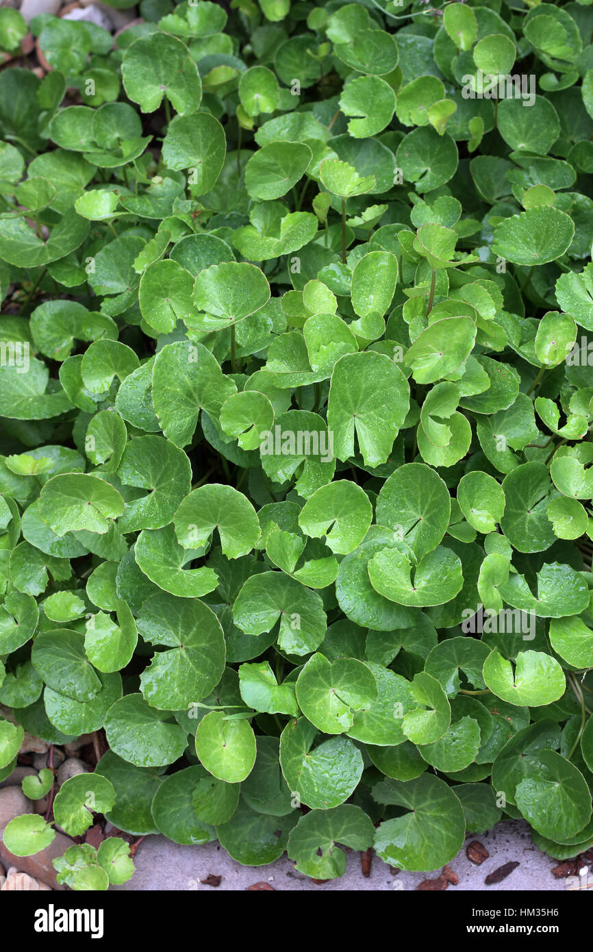 Close up of Gotu Kola, Centella asiatica or Pennywort, also known as plant to cure arthritis Stock Photo