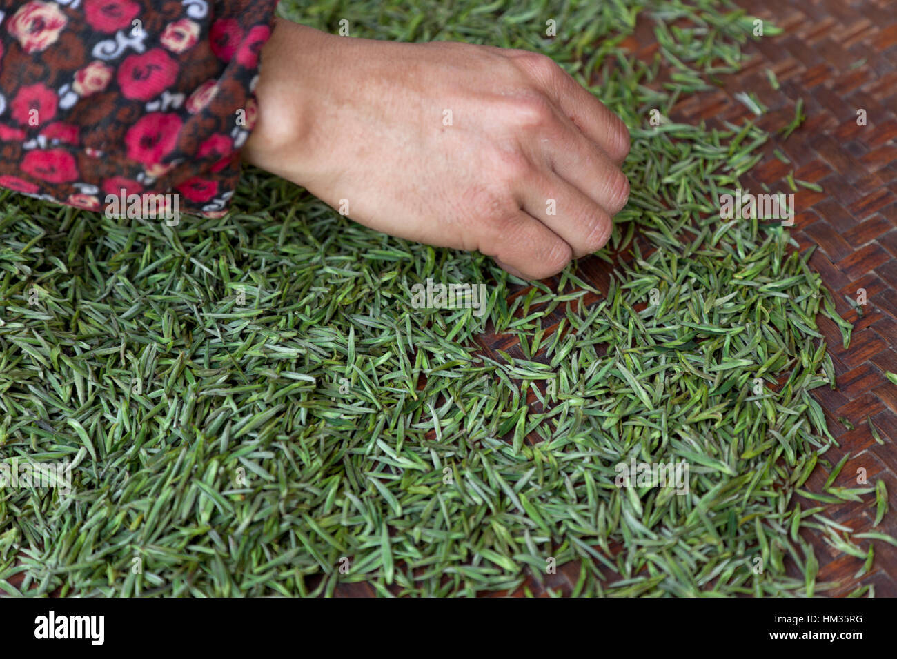 A farmer checks the buds of tea after being dried or cured in a special electrical appliance. Stock Photo