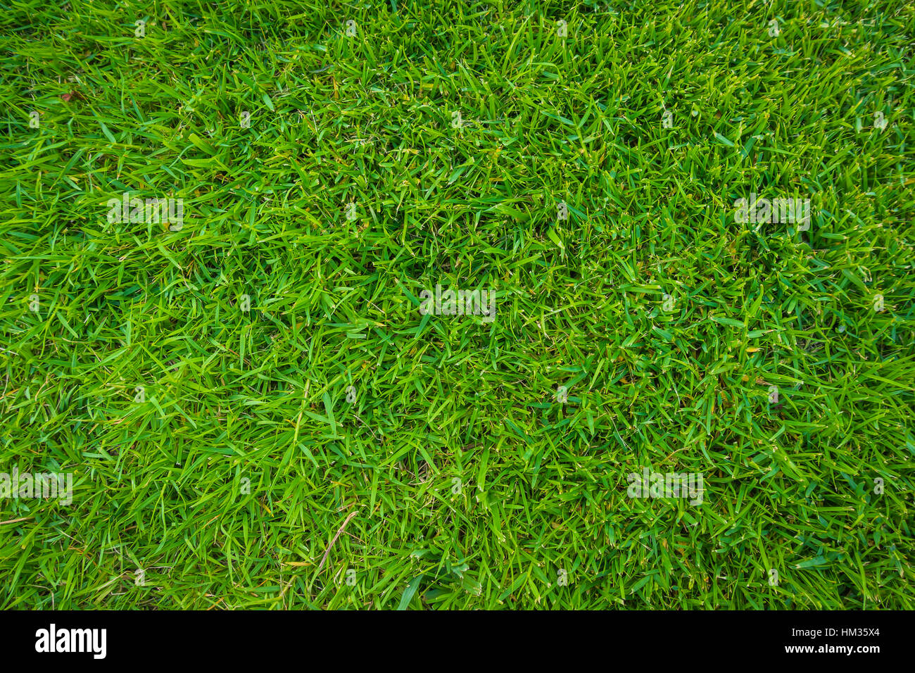 Close-up image of fresh spring green grass Stock Photo - Alamy