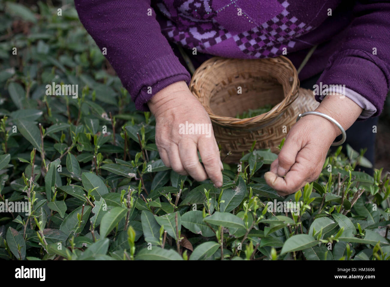 Harvester at tea plantation snips the first tender buds of new growth in tea bushes at the advent of spring in southwest China. Stock Photo