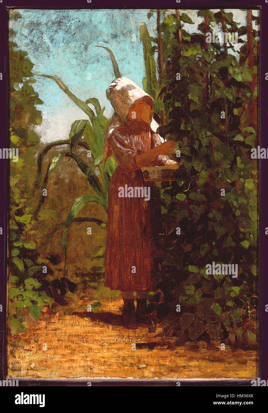 The Bean Picker by Winslow Homer Stock Photo Alamy