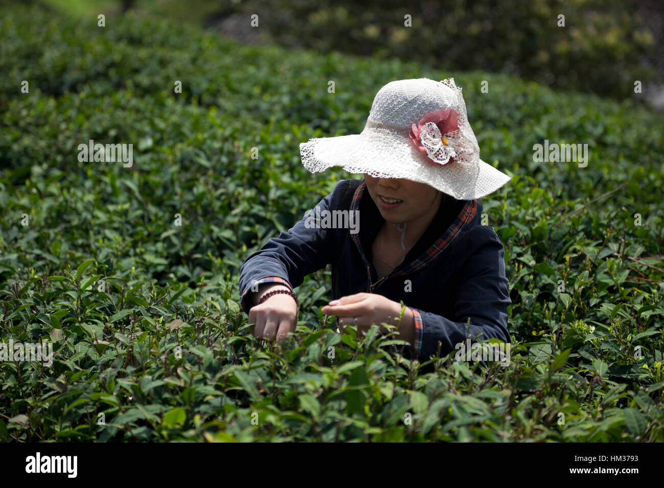 A woman picks tender tea buds during the first tea harvest of the year during Qing Ming festival in Sichuan in China. Stock Photo