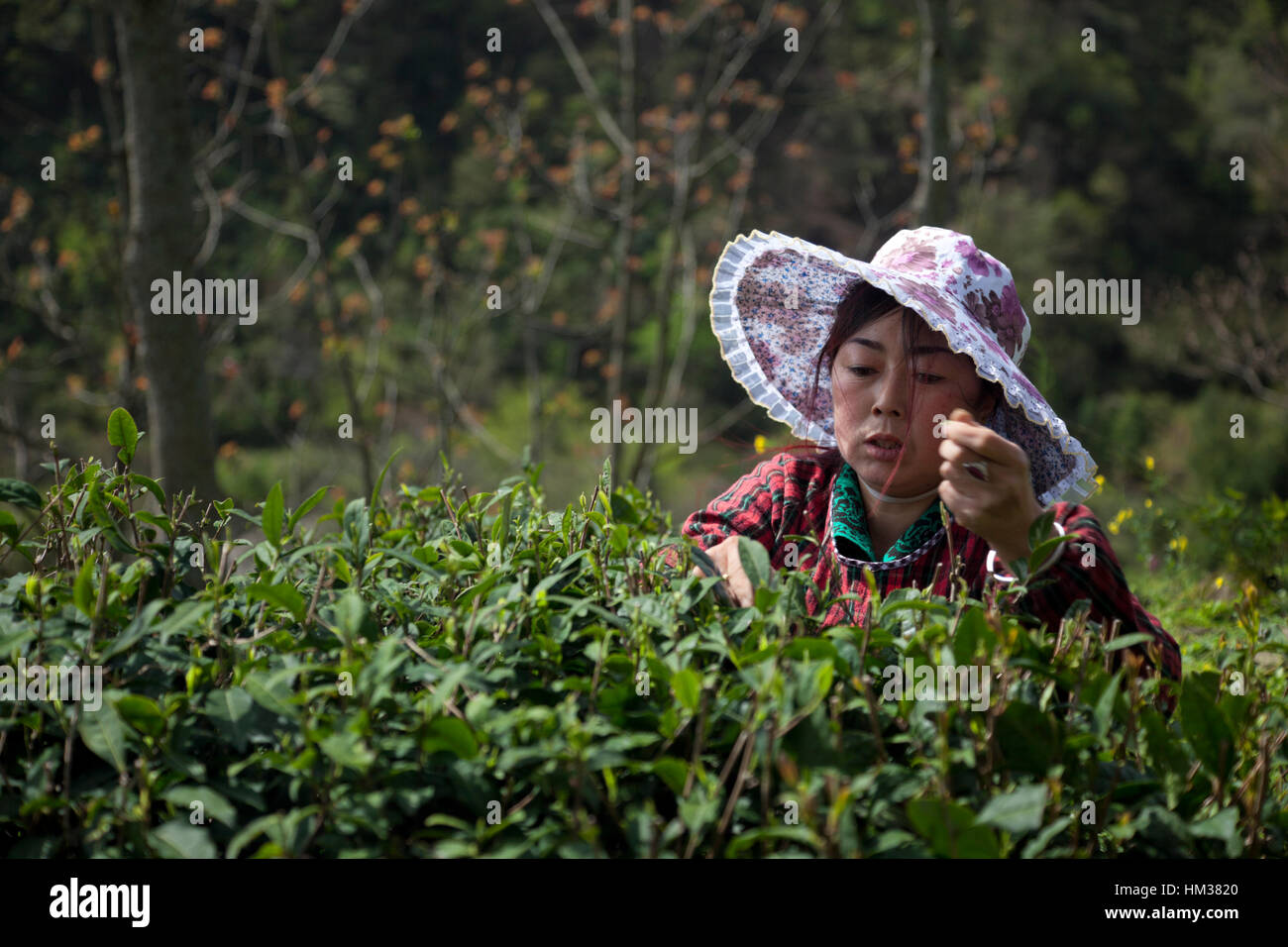 A woman picks tender tea buds during the first tea harvest of the year during Qing Ming festival in Sichuan in China. Stock Photo
