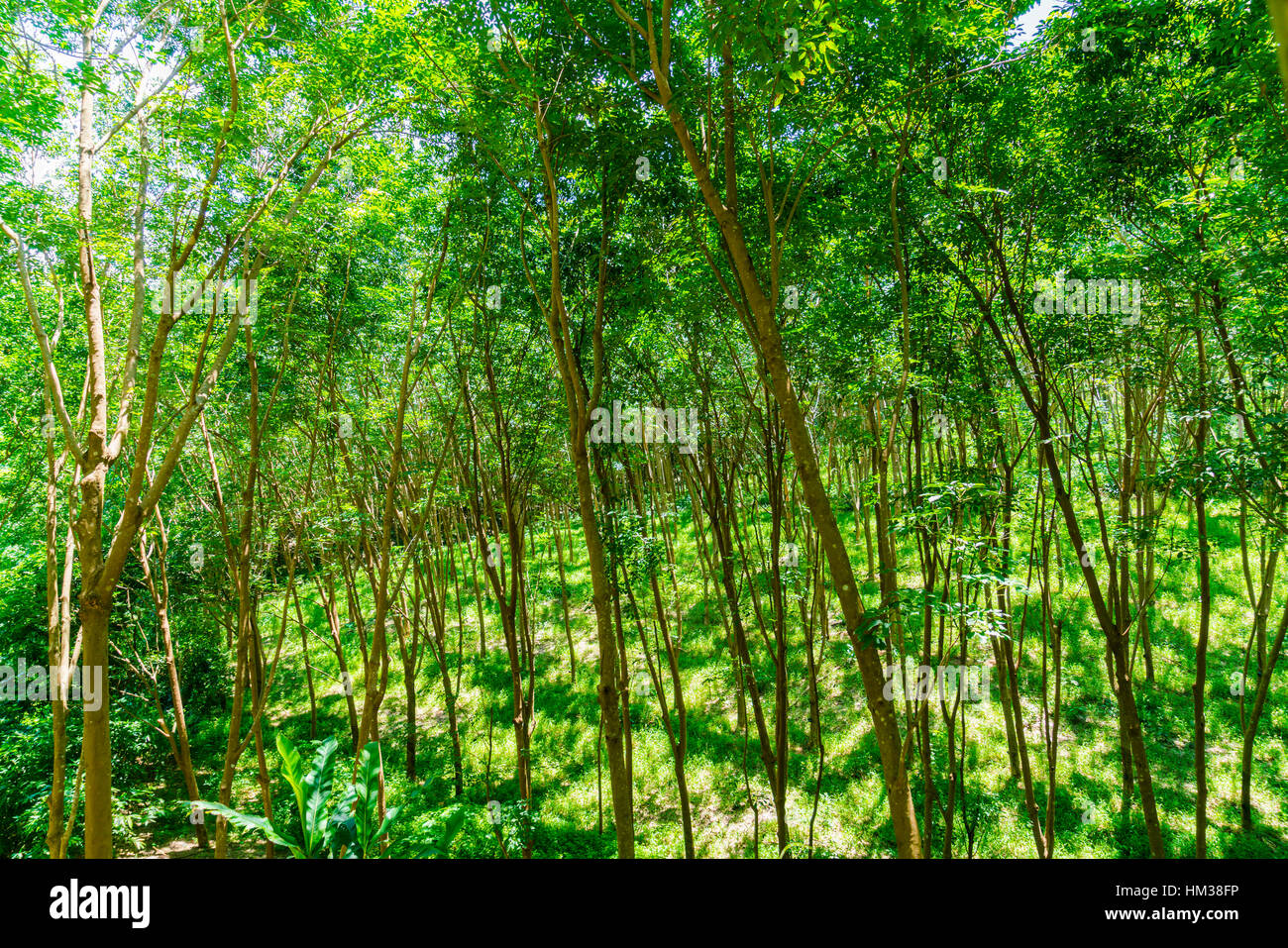 Para rubber tree Stock Photo - Alamy