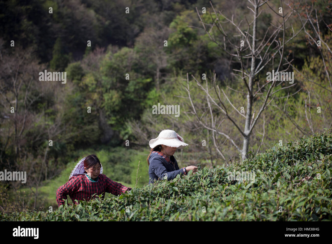Women wearing hats against the sun harvesting tea at a tea plantation in the mountains of Sichuan in China. Stock Photo