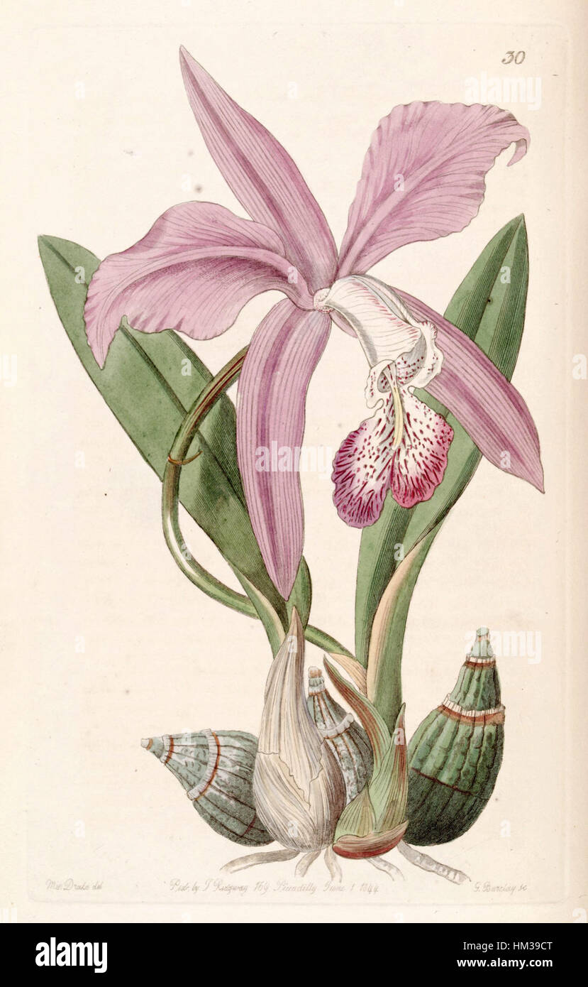 Laelia speciosa (as Laelia majalis) - Edwards vol 30 (NS 7) pl 30 (1844) Stock Photo