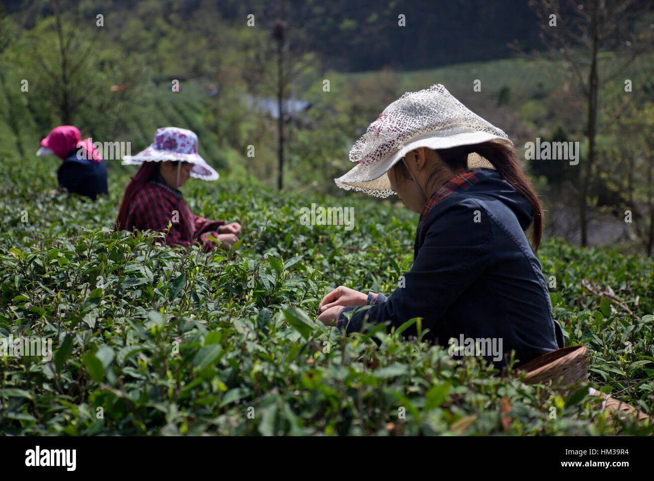Women wearing hats against the sun harvesting tea at a tea plantation in the mountains of Sichuan in China. Stock Photo
