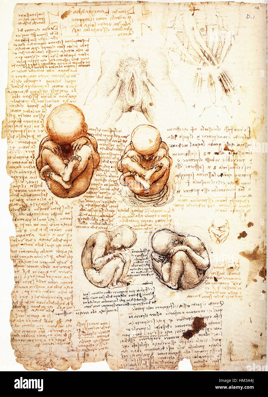 Leonardo da Vinci Studies of the fetus in the womb Stock Photo Alamy