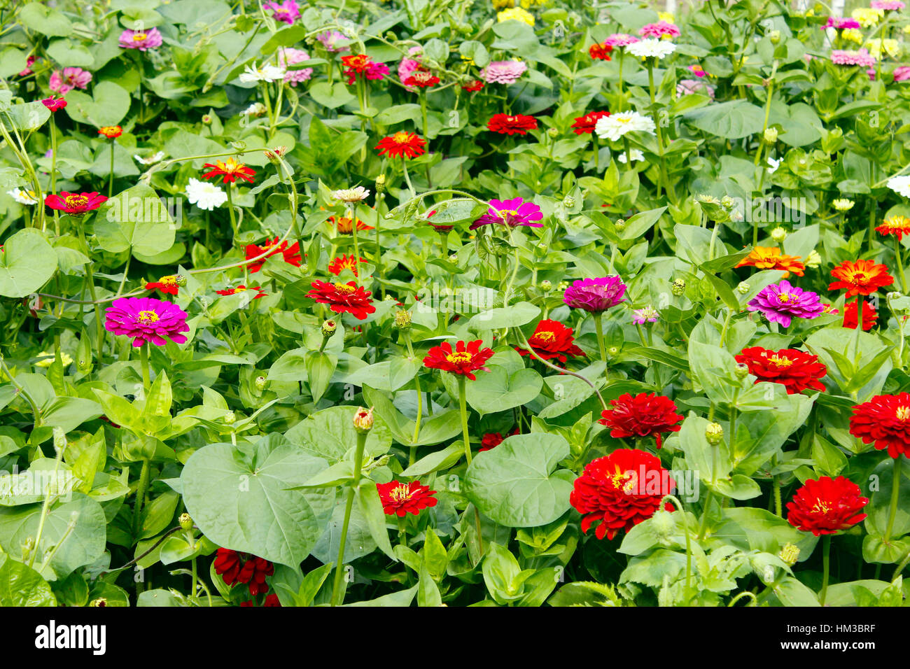 multicolored flowers of zinnia in the garden Stock Photo