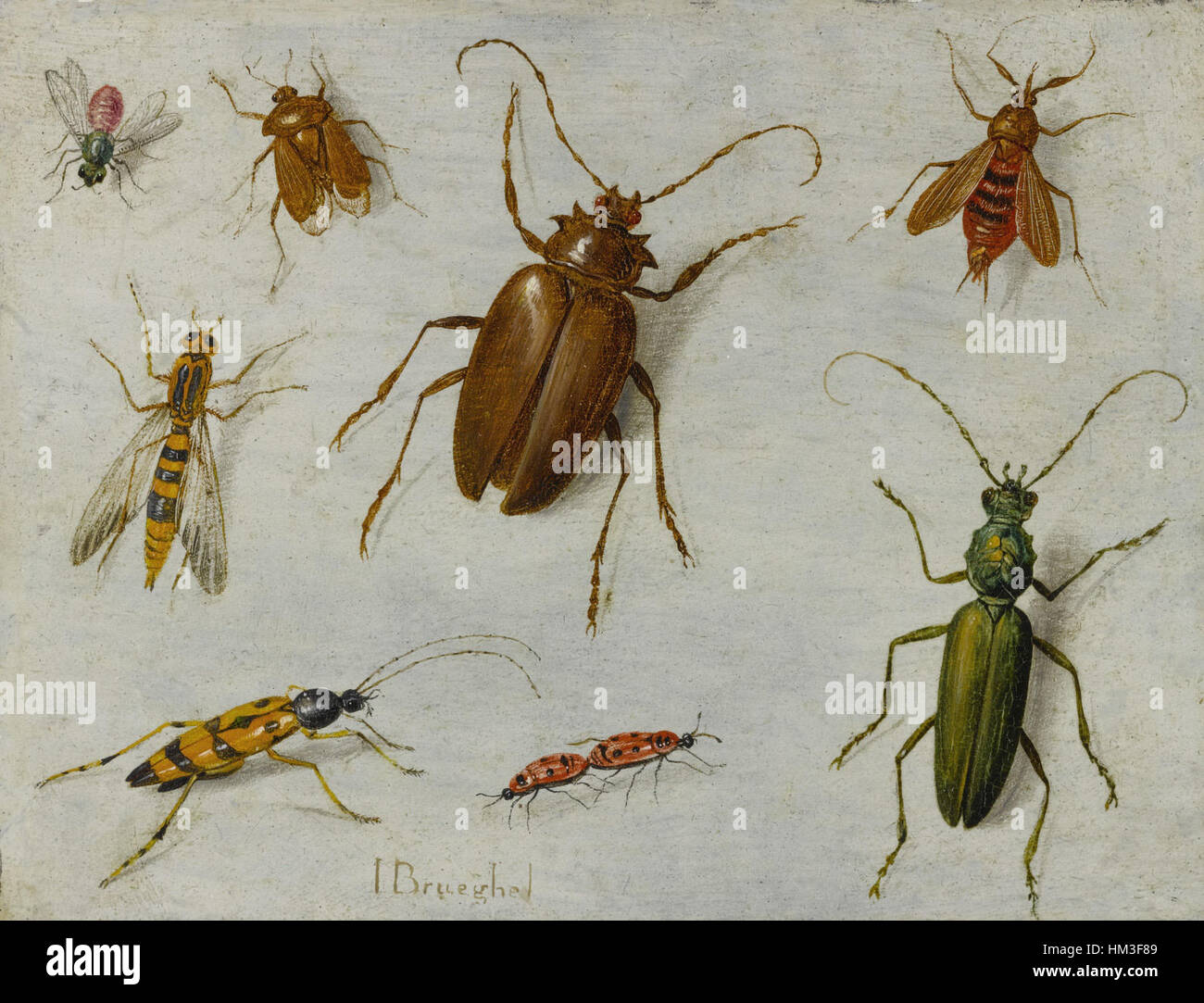 Jan Van Kessel I s Study Of Insects Is A Fine Example Of His Detailed jan-van-kessel-i-s-study-of-insects-is-a-fine-example-of-his-detailed