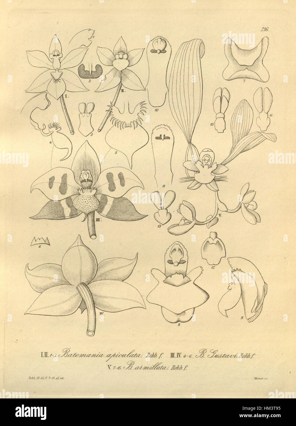 Huntleya apiculata (as Batemannia apiculata)- Huntleya gustavii (as Batemannia gustavii) - Batemannia armillata - Xenia 3-216 (1881) Stock Photo
