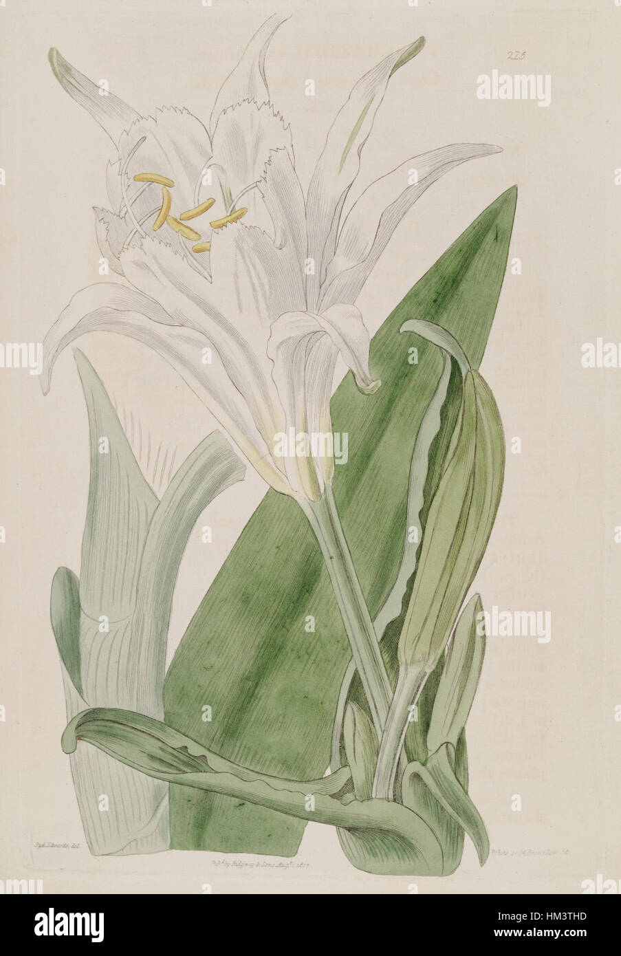 Ismene narcissiflora (as Pancratium calathinum) 3.215 Stock Photo