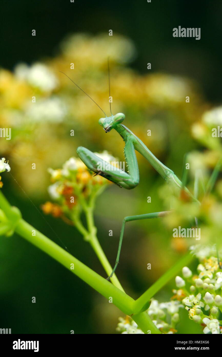 Praying Mantis green Stock Photo Alamy