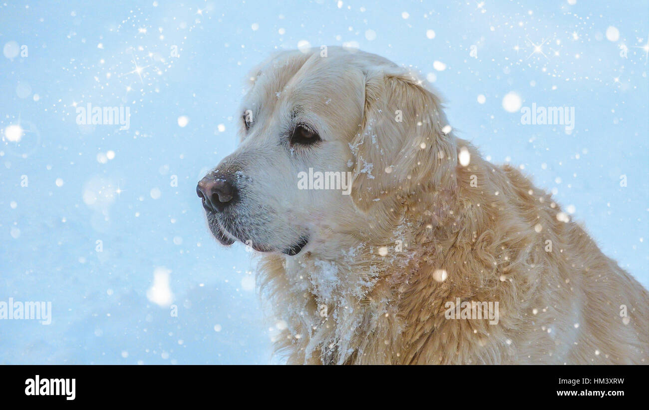 Snowing on a cute dog Stock Photo