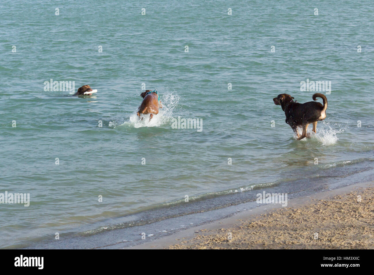 Aquatic game of fetch for three exuberant mutts of the boxer, German ...