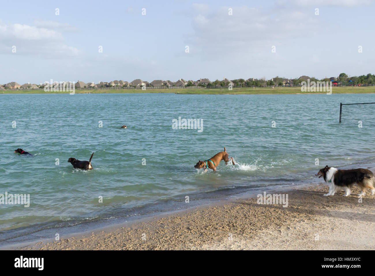 Aquatic canine fun for a group of mutts at the beach of a dog park retention pond Stock Photo
