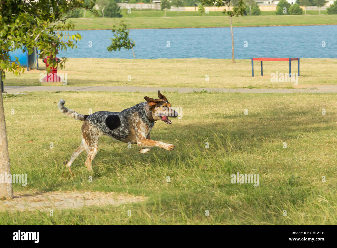 blue tick tree walker