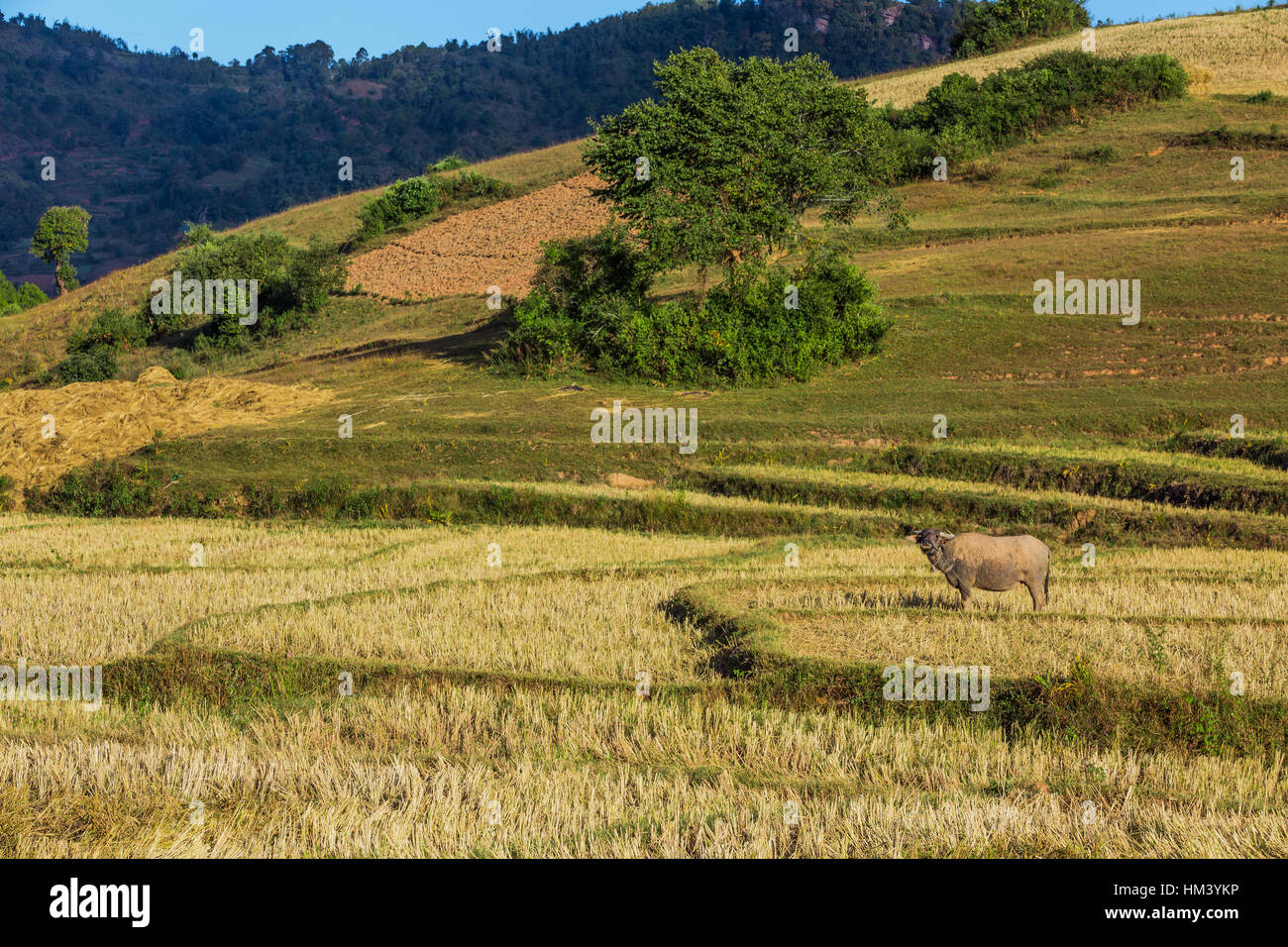 cultivated land fields landscaped near Kalaw Shan state in Myanmar (Burma) Stock Photo
