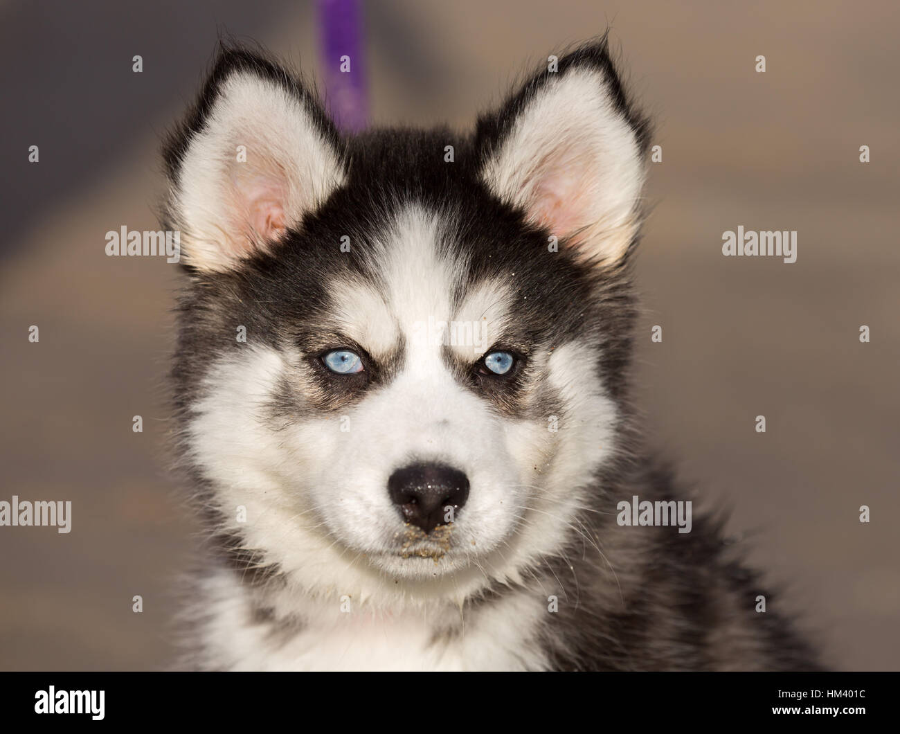 Siberian Husky Puppy With Blue Eyes. 8 Weeks Old Female Headshot. Stock Photo
