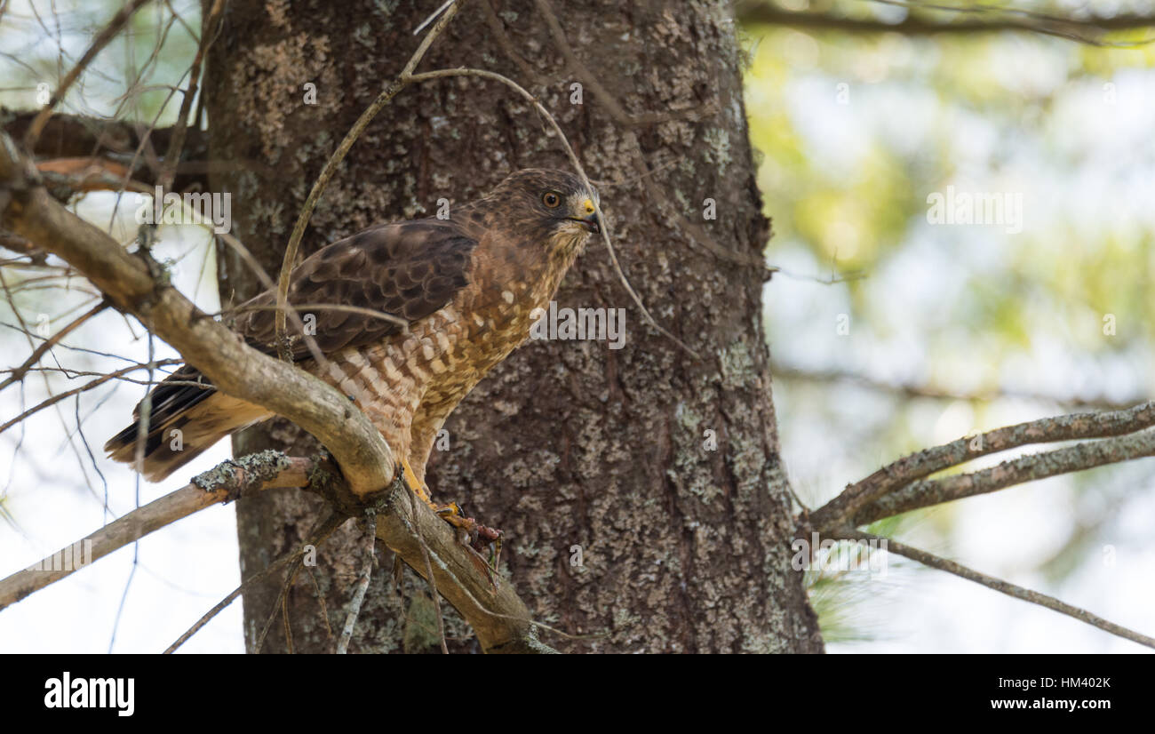 Predatory, Red-Tail Hawk. In a tree, rips apart & eats a frog in ...