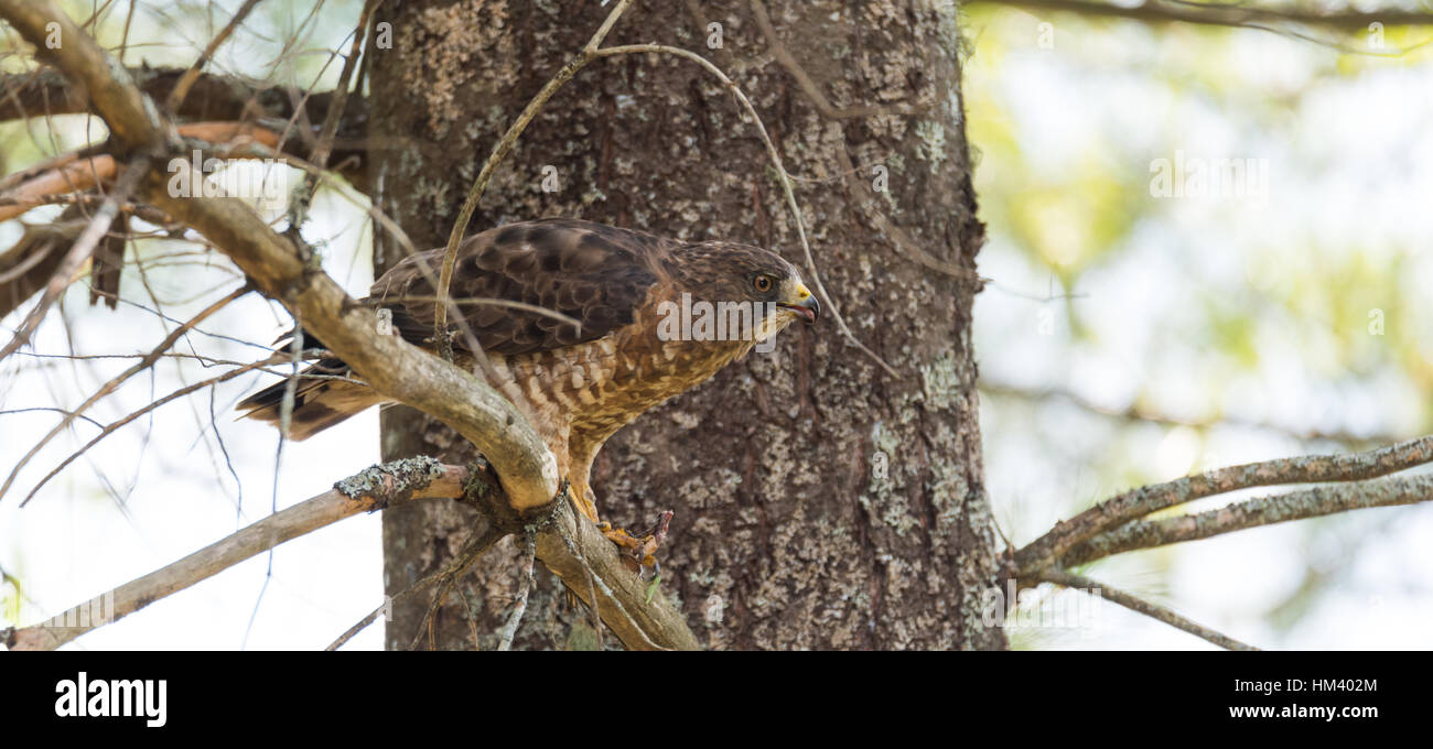 Predatory, Red-Tail Hawk. In a tree, rips apart & eats a frog in ...