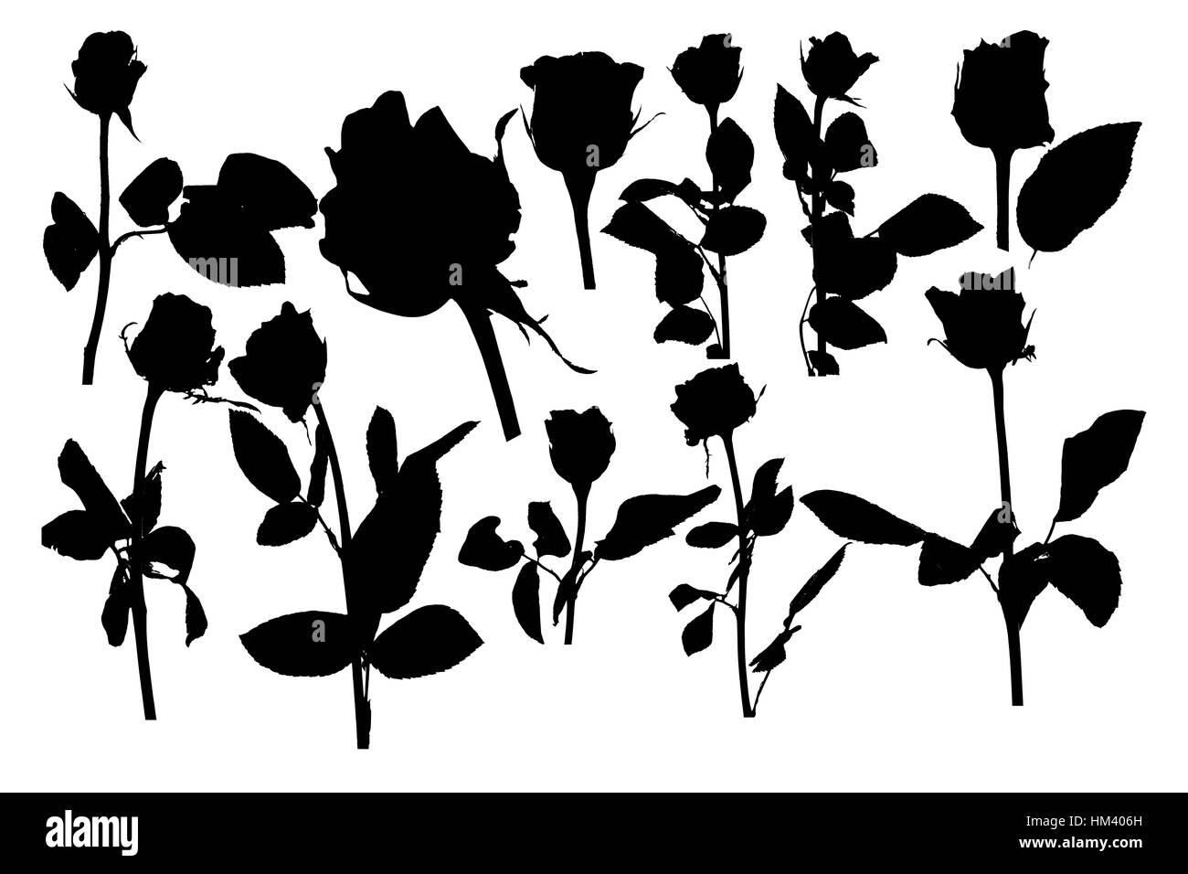 Scarlet plant Black and White Stock Photos & Images - Alamy