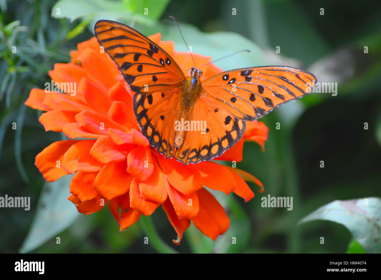 Gulf Fritillary Butterfly - This photo was taken at botanical garden in Illinois Stock Photo