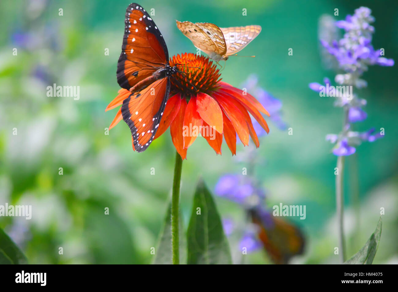 Agraulis Vanillae Butterfly - This photo was taken at botanical garden in Illinois Stock Photo