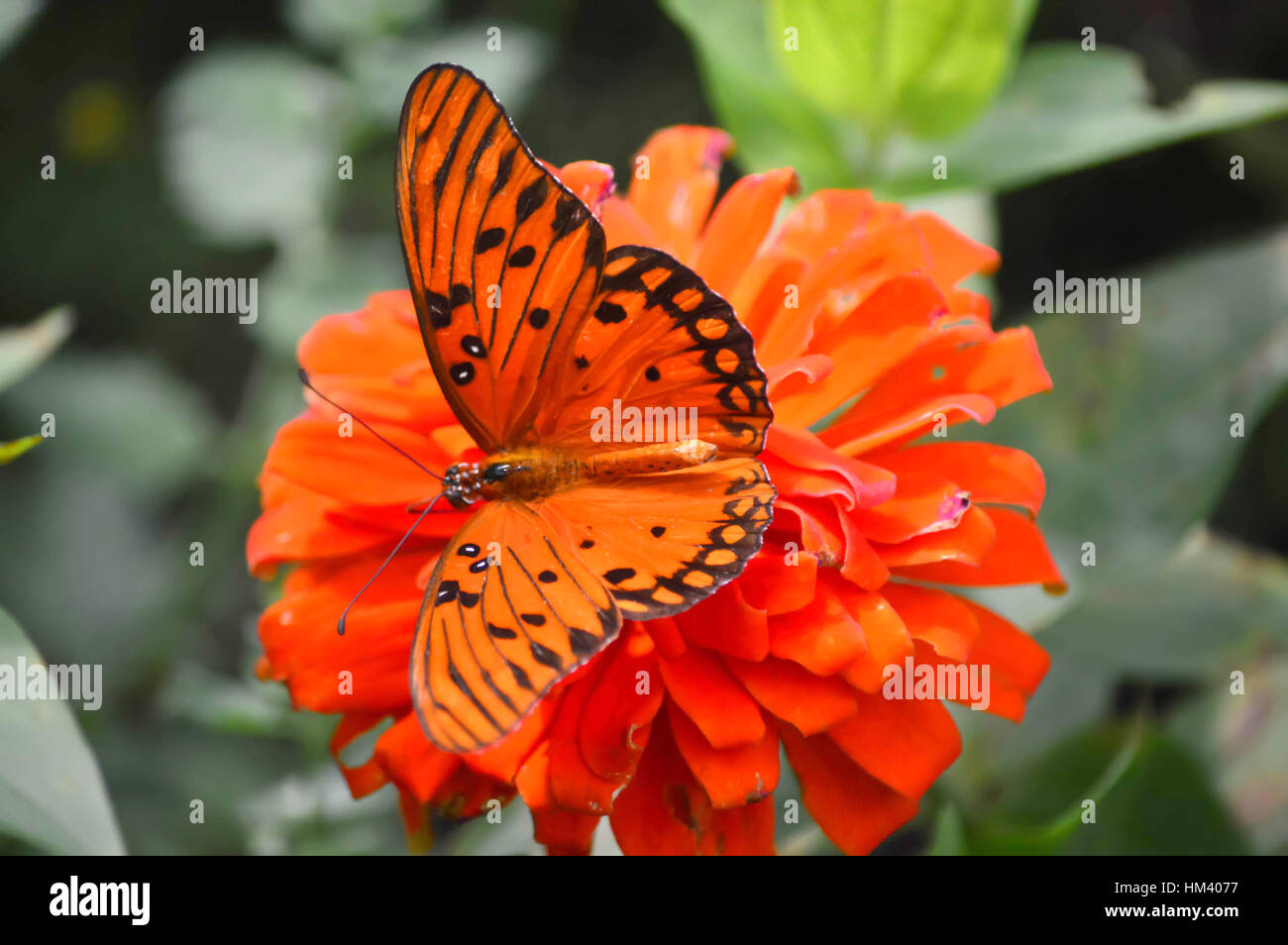 Gulf Fritillary Butterfly - This photo was taken at botanical garden in Illinois Stock Photo