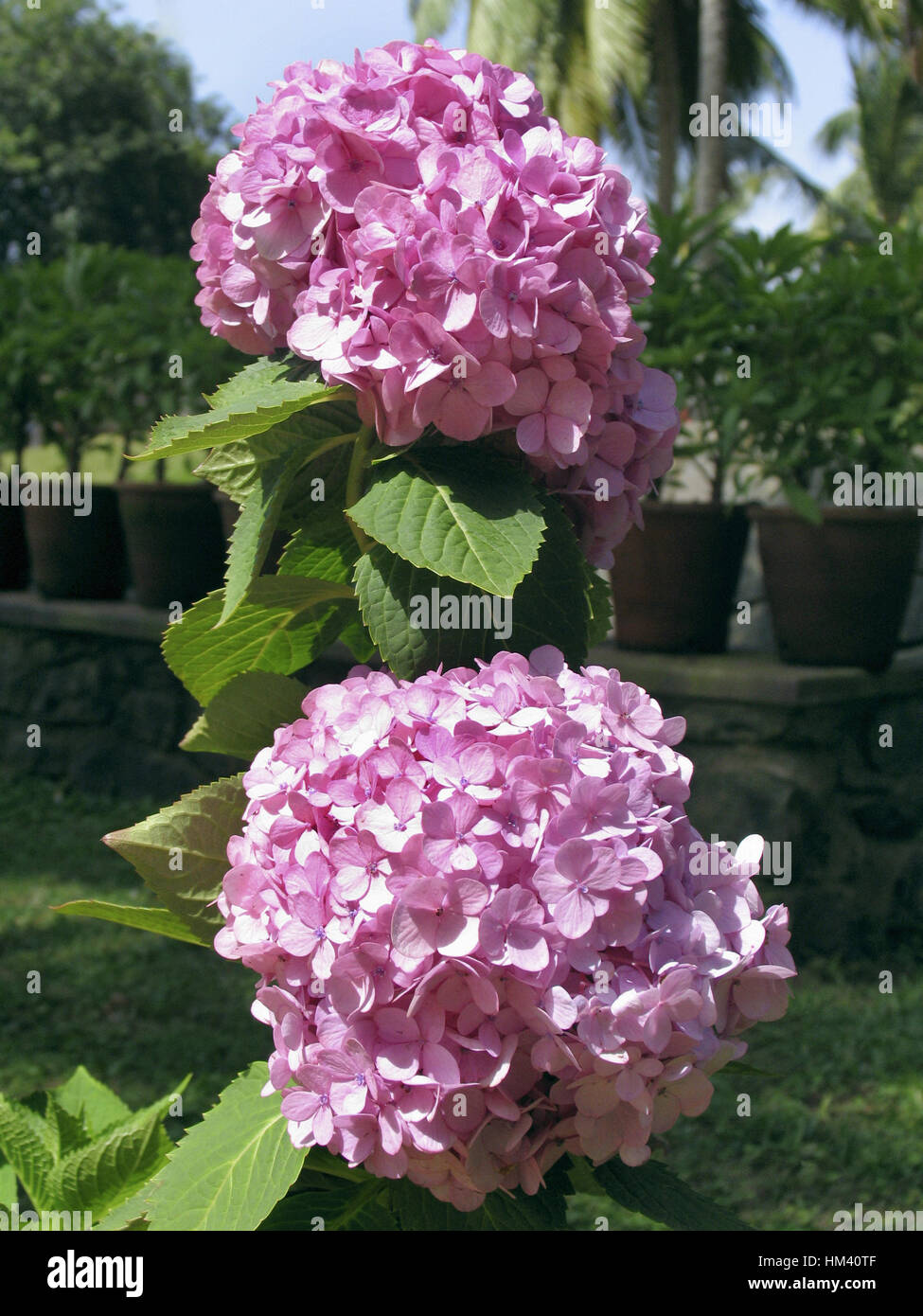 Indian Pink Ixora flower is a genus of flowering plants in the Rubiaceae family.  Ixora grows commonly in subtropical climates in the United States, s Stock Photo
