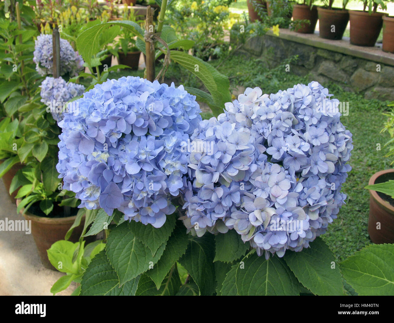 Indian Violet  Ixora flower is a genus of flowering plants in the Rubiaceae family.  Ixora grows commonly in subtropical climates in the United States Stock Photo