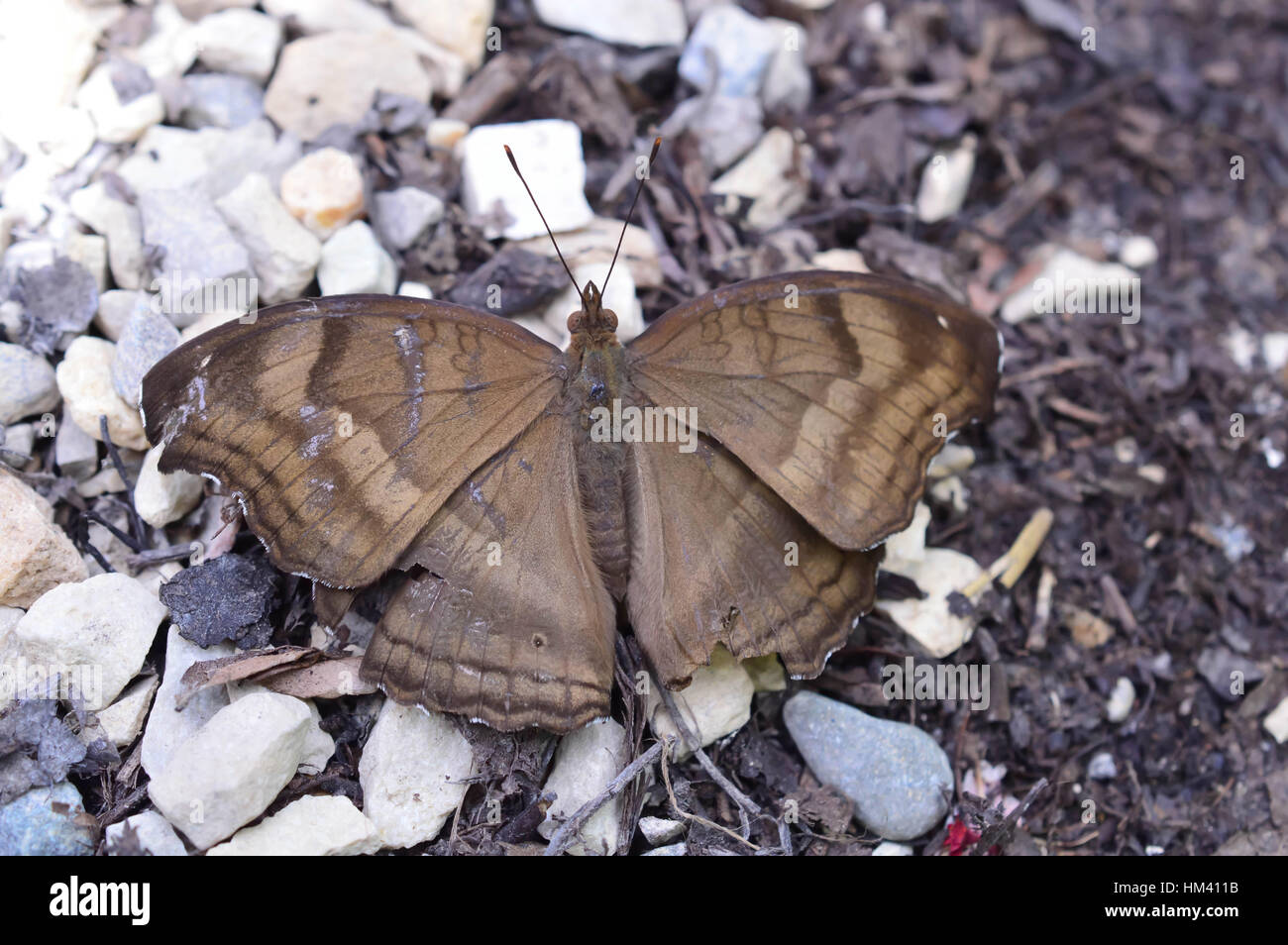 Chocolate Pansy Butterfly - This photo was taken at botanical garden in Illinois Stock Photo