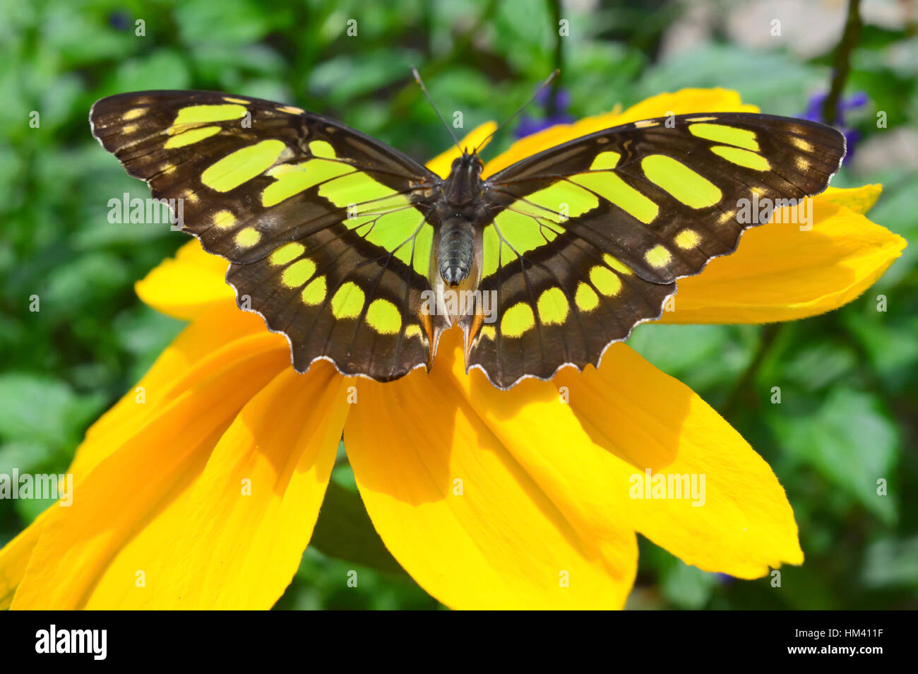 Butterfly on the sunflower - This photo was taken at botanical garden in Illinois Stock Photo