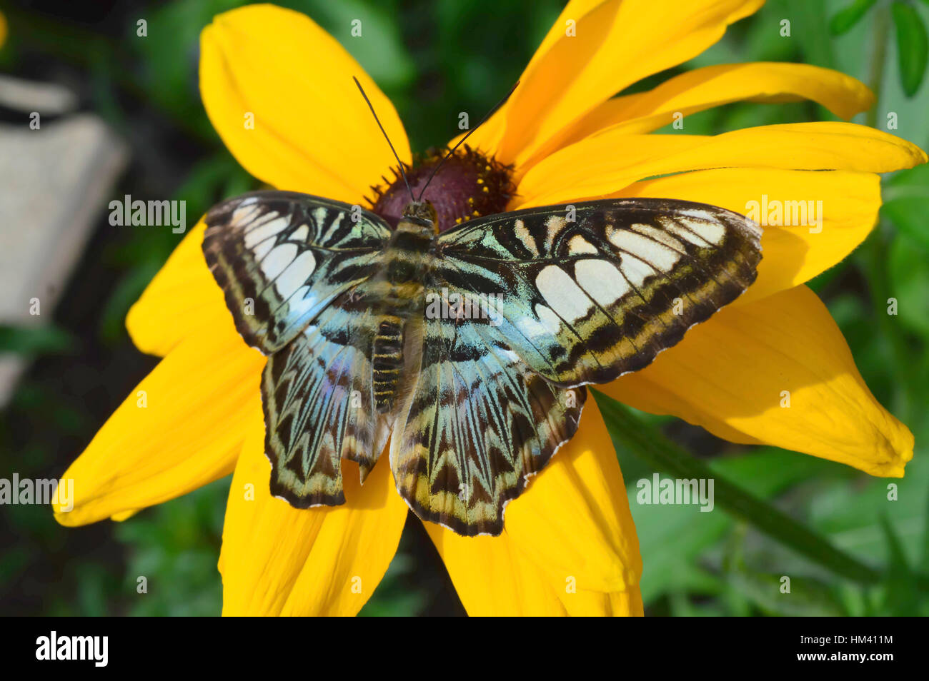 Blue Clipper Butterfly on Sunflower - This photo was taken at botanical garden in Illinois Stock Photo