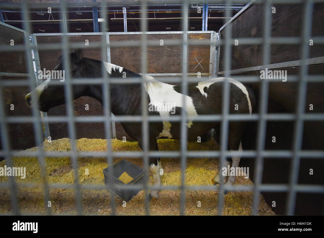 Afraid black and white pinto horse in a stable Stock Photo