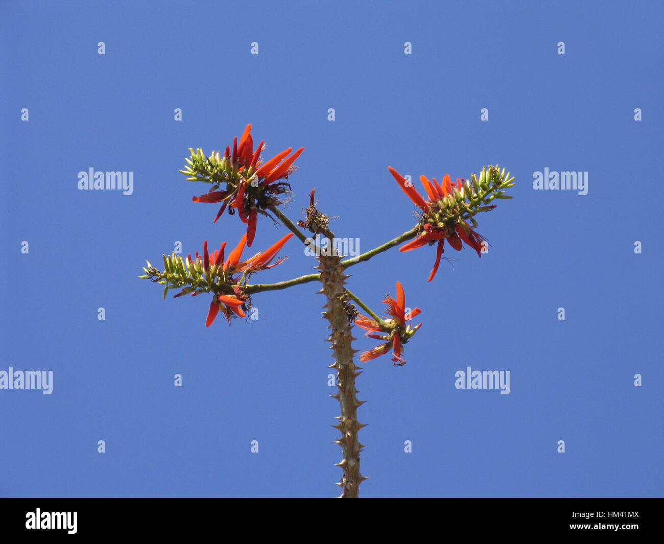 Erythrina Suberosa. Coral tree. Family: Fabaceae. A deciduous tree with prickly branches and beautiful flowers. Stock Photo