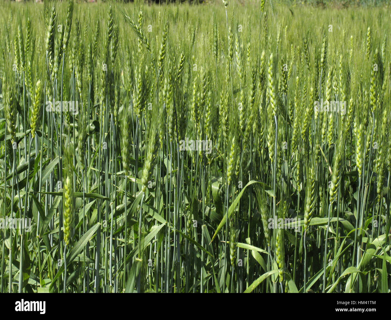 Wheat crop. Maharashtra, India Stock Photo - Alamy