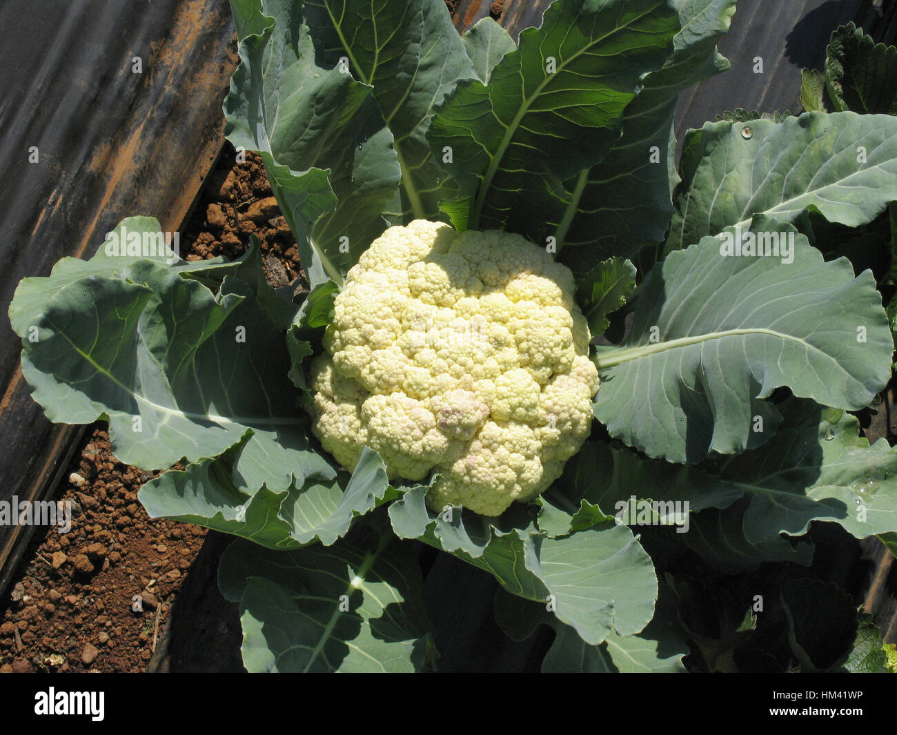 T oleracea hi-res stock photography and images - Alamy