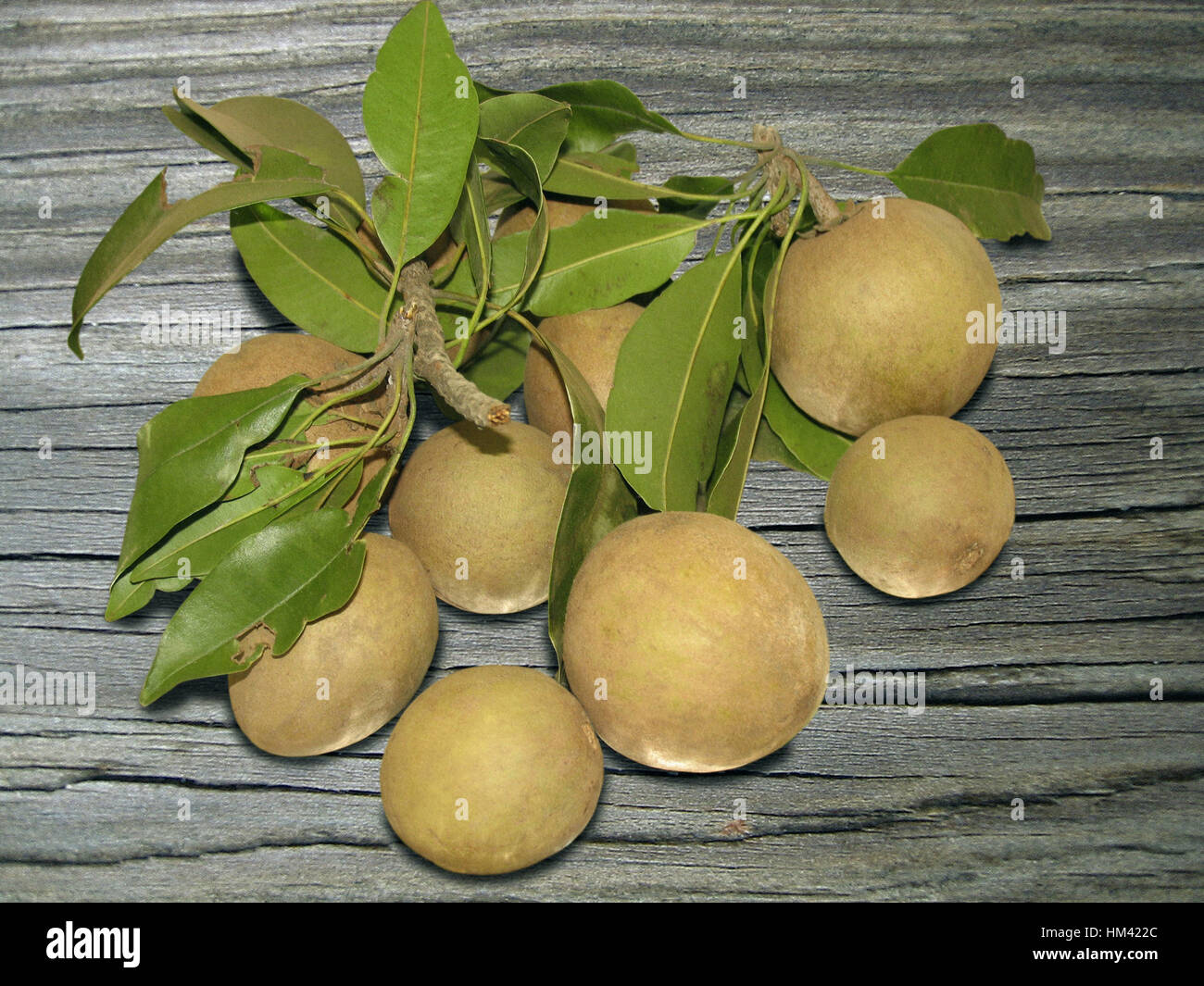 Sapodilla (Achras sapota) bunch. Manilkara zapota, commonly known as the sapodilla is a long-lived, evergreen tree native to southern Mexico, Central Stock Photo