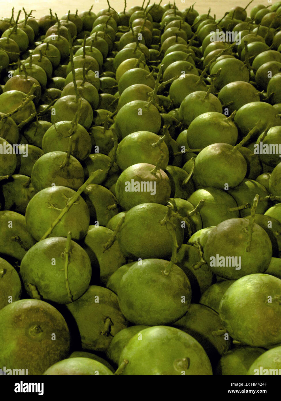 Mangoes in rows hi-res stock photography and images - Alamy